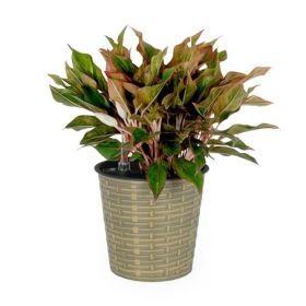 13.4" Self-watering Wicker Decor Planter for Indoor and Outdoor - Round - Natural